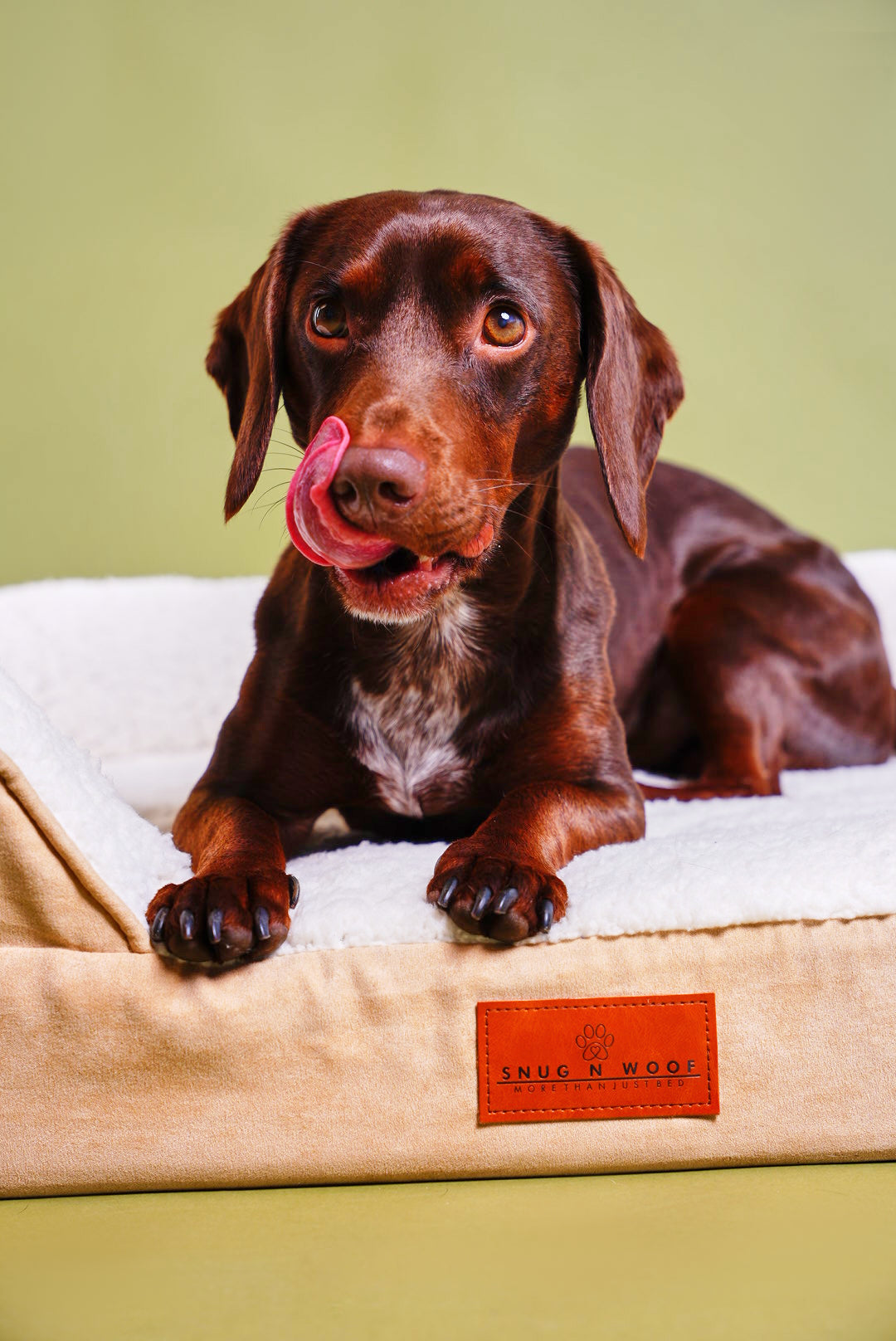 Violet Quinn | Snug n Woof Washable Luxury Dog Sofa Bed – Medium